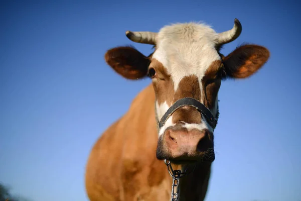 Vaca leiteira no campo, belo céu no fundo . — Fotografia de Stock