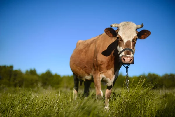 Tejelő tehén táj, gyönyörű ég, a háttérben. — Stock Fotó