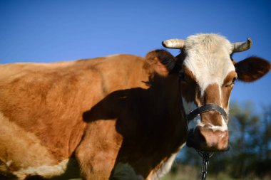 Süt ineği kırsal, güzel gökyüzü içinde belgili tanımlık geçmiş. Bir cu