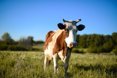 Süt ineği kırsal, güzel gökyüzü içinde belgili tanımlık geçmiş. Bir cu