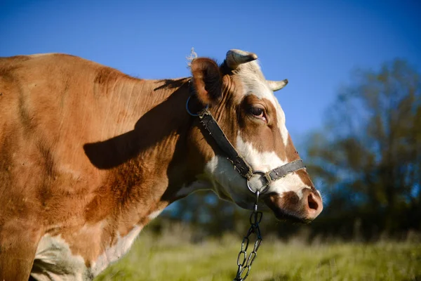 Vaca leiteira no campo, belo céu no fundo. UC — Fotografia de Stock