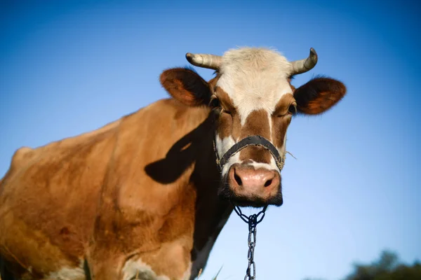 Vaca leiteira no campo, belo céu no fundo. UC — Fotografia de Stock