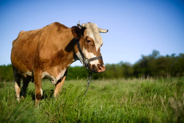 Vaca leiteira no campo, belo céu no fundo. UC — Fotografia de Stock