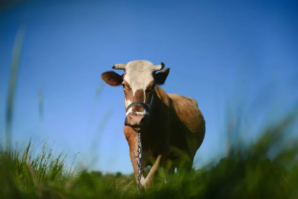 Vaca leiteira no campo, belo céu no fundo. UC — Fotografia de Stock