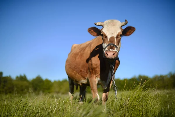 Vaca lechera en el campo, hermoso cielo en el fondo. A cu — Foto de Stock