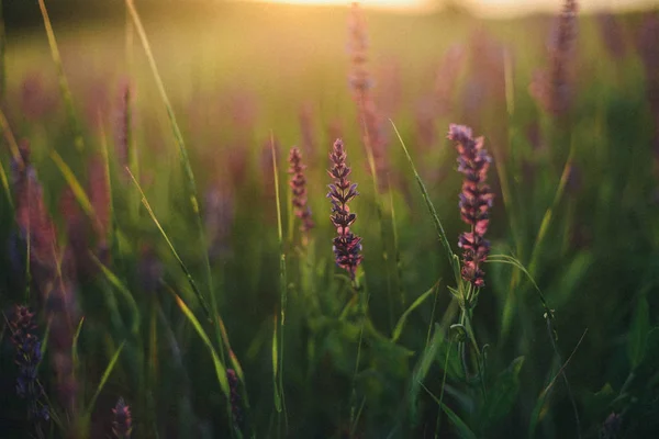 Violetti laventeli kukkia kentällä. pellolla kukkia, kukkuloita — kuvapankkivalokuva