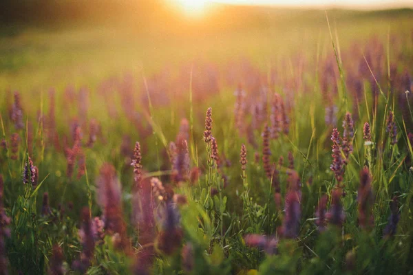 Purple lavender flowers in the field. field with flowers, hills — Stock Photo, Image