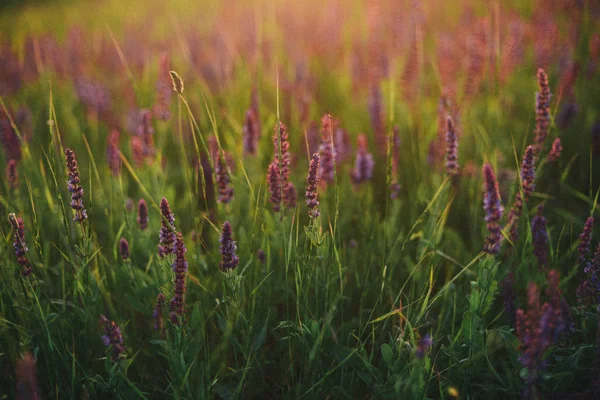 Flores de lavanda púrpura en el campo. campo con flores, colinas —  Fotos de Stock