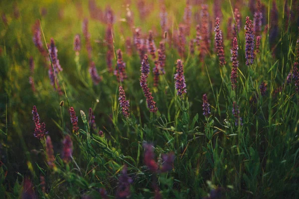Flores de lavanda púrpura en el campo. campo con flores, colinas —  Fotos de Stock