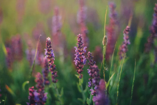 Purple lavender flowers in the field. field with flowers, hills — Stock Photo, Image