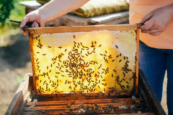 Marcos de una colmena de abejas. Apicultor cosechando miel. El fumador de abejas —  Fotos de Stock