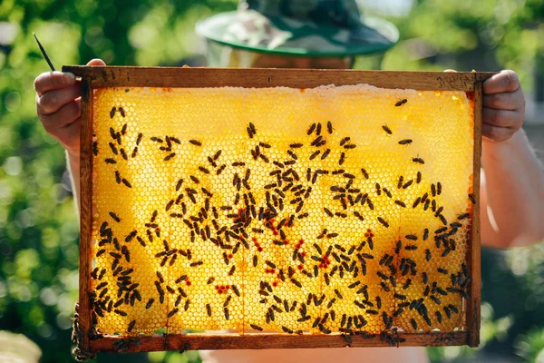 Frames van een bee hive. Imker oogsten van honing. De bee-roker — Stockfoto