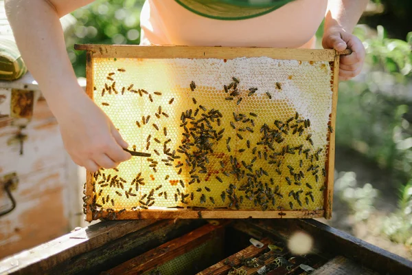 Marcos de una colmena de abejas. Apicultor cosechando miel. El fumador de abejas —  Fotos de Stock