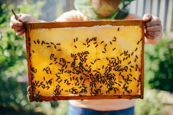 Çerçeveler, bir arı kovanı. Arıcı bal hasat. Arı sigara içen — Stok fotoğraf
