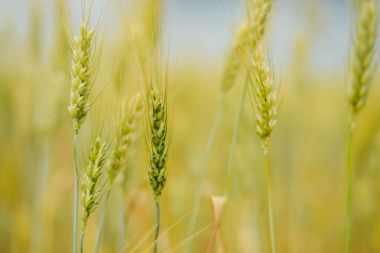 kulakları günbatımı cl sarı buğday alanının olgunlaşma, zemin