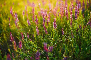 Lavanta alan yaz günbatımı manzara güzel görüntüsü. Laven