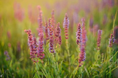 Lavanta alan yaz günbatımı manzara güzel görüntüsü. Laven