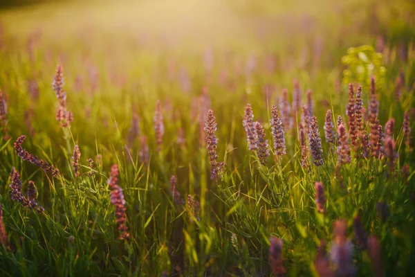 Beautiful image of lavender field Summer sunset landscape. Laven — Stock Photo, Image