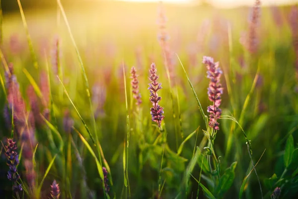 Beautiful image of lavender field Summer sunset landscape. Laven — Stock Photo, Image
