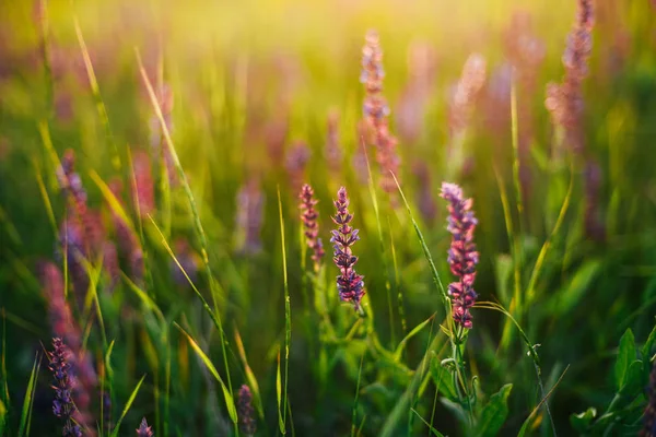 Beautiful image of lavender field Summer sunset landscape. Laven — Stock Photo, Image