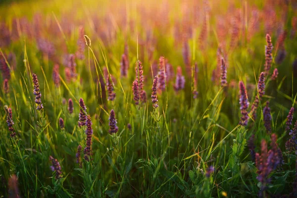 Kaunis kuva laventeli kenttä Kesä auringonlasku maisema. Laven — kuvapankkivalokuva