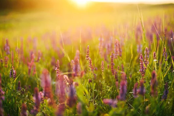 Kaunis kuva laventeli kenttä Kesä auringonlasku maisema. Laven — kuvapankkivalokuva