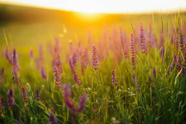 Beautiful image of lavender field Summer sunset landscape. Laven — Stock Photo, Image