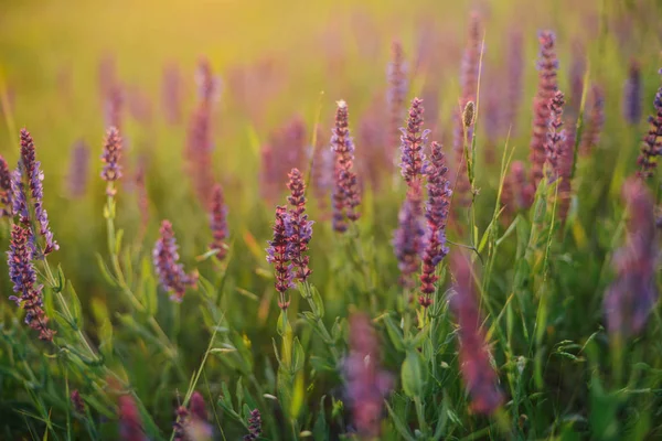 Beautiful image of lavender field Summer sunset landscape. Laven — Stock Photo, Image