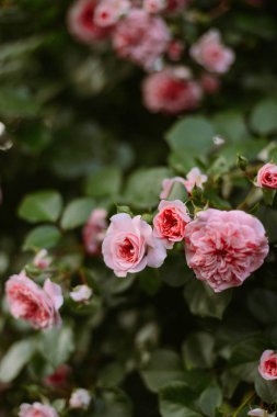 Pembe güller bahçede. Ga pembe güller