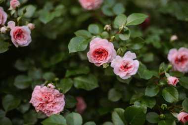 Pembe güller bahçede. Ga pembe güller