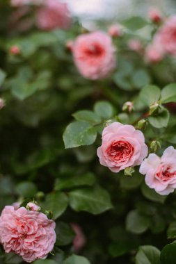 Pembe güller bahçede. Ga pembe güller