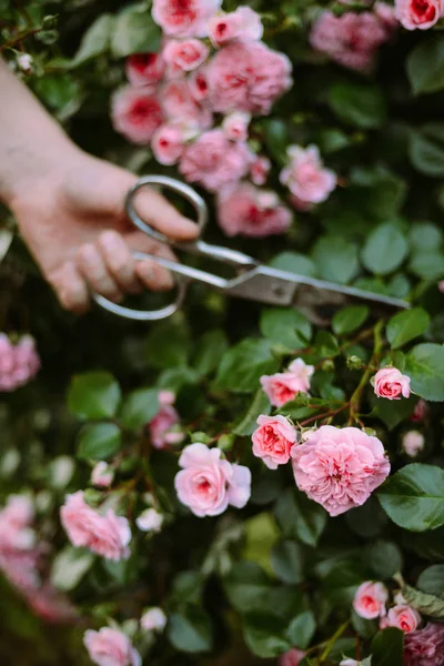 Rose rosa che sbocciano in giardino. Rose rosa che sbocciano nel ga — Foto Stock