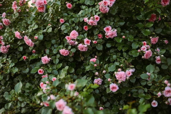 Roze rozen bloeien in de tuin. Roze rozen bloeien in de ga — Stockfoto