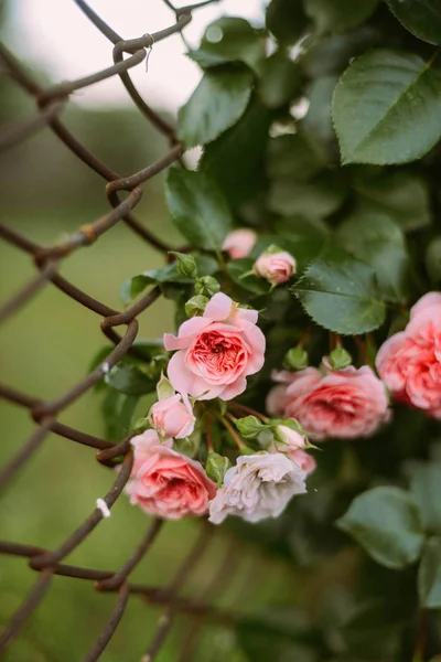 Pink roses blooming in the garden. Pink roses blooming in the ga — Stock Photo, Image