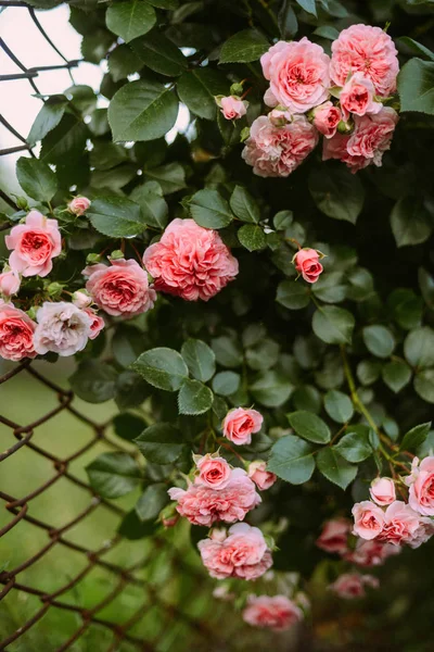 Rose rosa che sbocciano in giardino. Rose rosa che sbocciano nel ga — Foto Stock