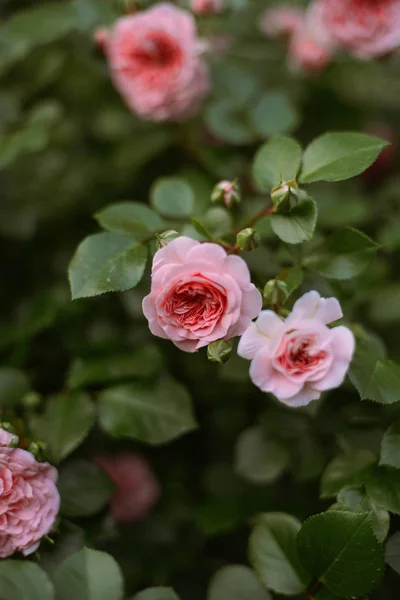 Pink roses blooming in the garden. Pink roses blooming in the ga — Stock Photo, Image