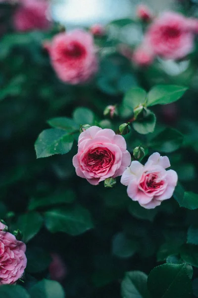 Pink roses blooming in the garden. Pink roses blooming in the ga — Stock Photo, Image