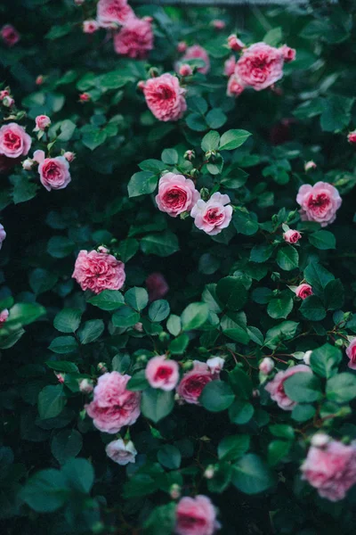 Rose rosa che sbocciano in giardino. Rose rosa che sbocciano nel ga — Foto Stock