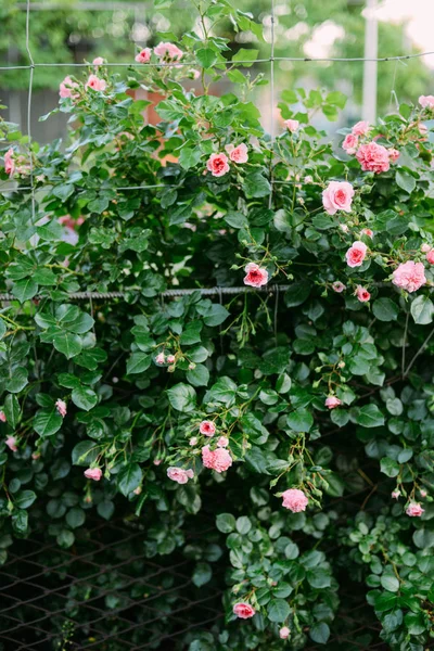 Pink roses blooming in the garden. Pink roses blooming in the ga — Stock Photo, Image