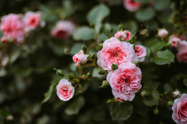 Розовые розы цветут в саду. Розовые розы цветут в га

