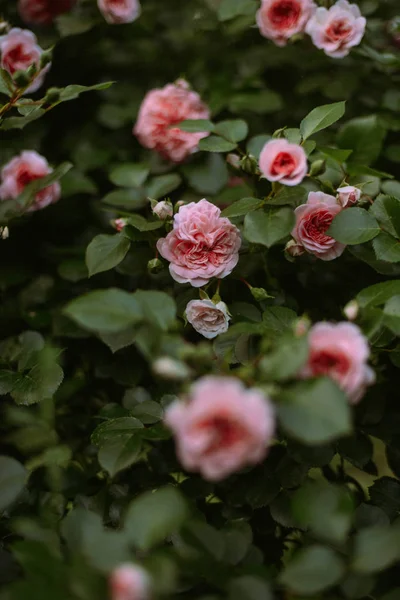 Pink roses blooming in the garden. Pink roses blooming in the ga — Stock Photo, Image