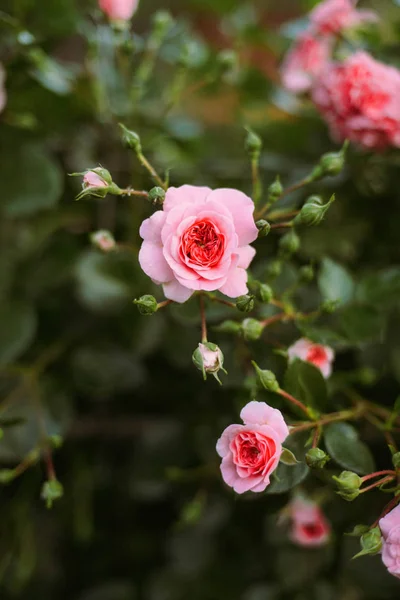 Pink roses blooming in the garden. Pink roses blooming in the ga — Stock Photo, Image