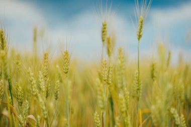 kulakları günbatımı cl sarı buğday alanının olgunlaşma, zemin