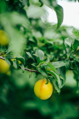 Ağaçta olgun kırmızı erikler