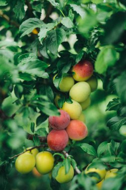 Ağaçta olgun kırmızı erikler