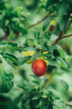 Ağaçta olgun kırmızı erikler