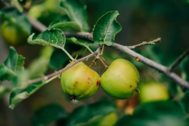 Ağaçtaki yeşil elmalara yakın çekim