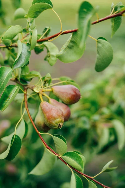 Buah pir di pohon di kebun buah — Stok Foto