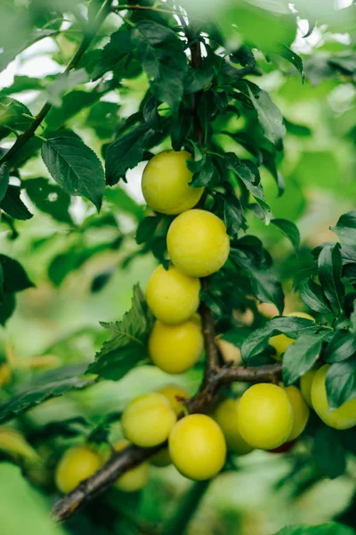 Ciruelas rojas maduras en el árbol —  Fotos de Stock