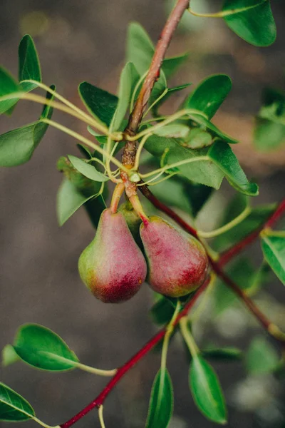 Buah pir di pohon di kebun buah — Stok Foto